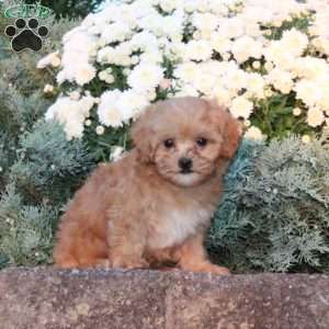 Dora, Forever Puppy